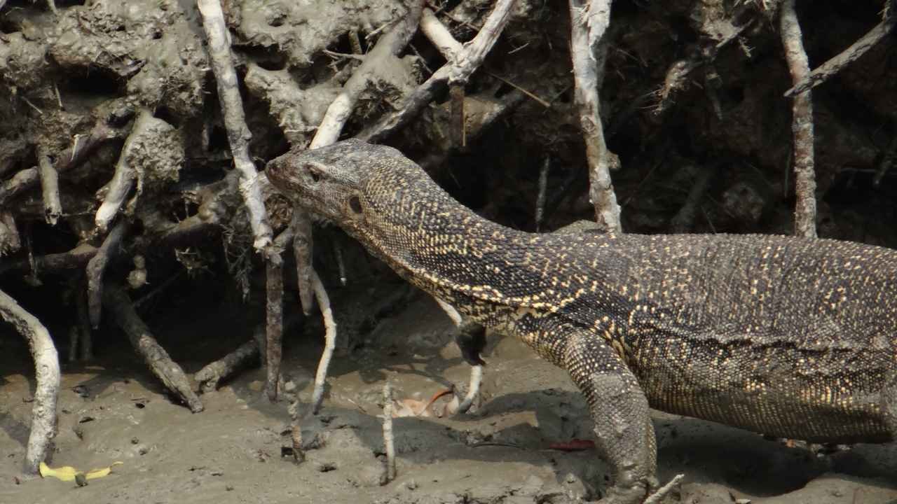 Sundarban Estuary & Tidal Wildlife Shore