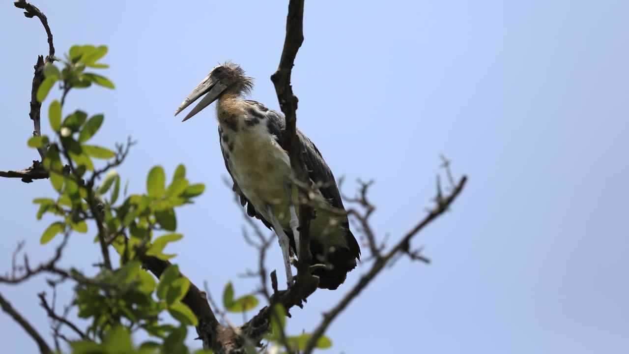Sundarban Tour Houseboat Luxury Stay