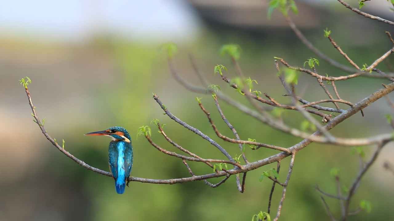 Sundarban Tiger Reserve Wilderness Forest