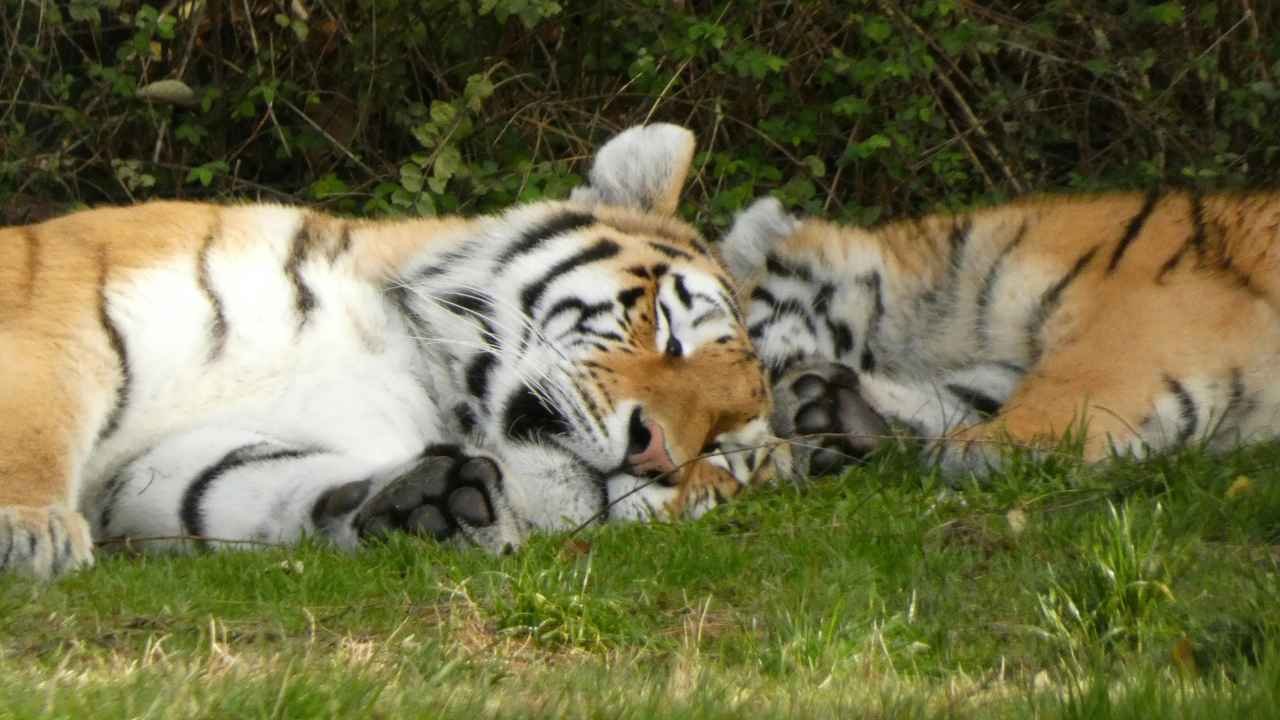 Sundarban Eco Explore Safari Boat Tour