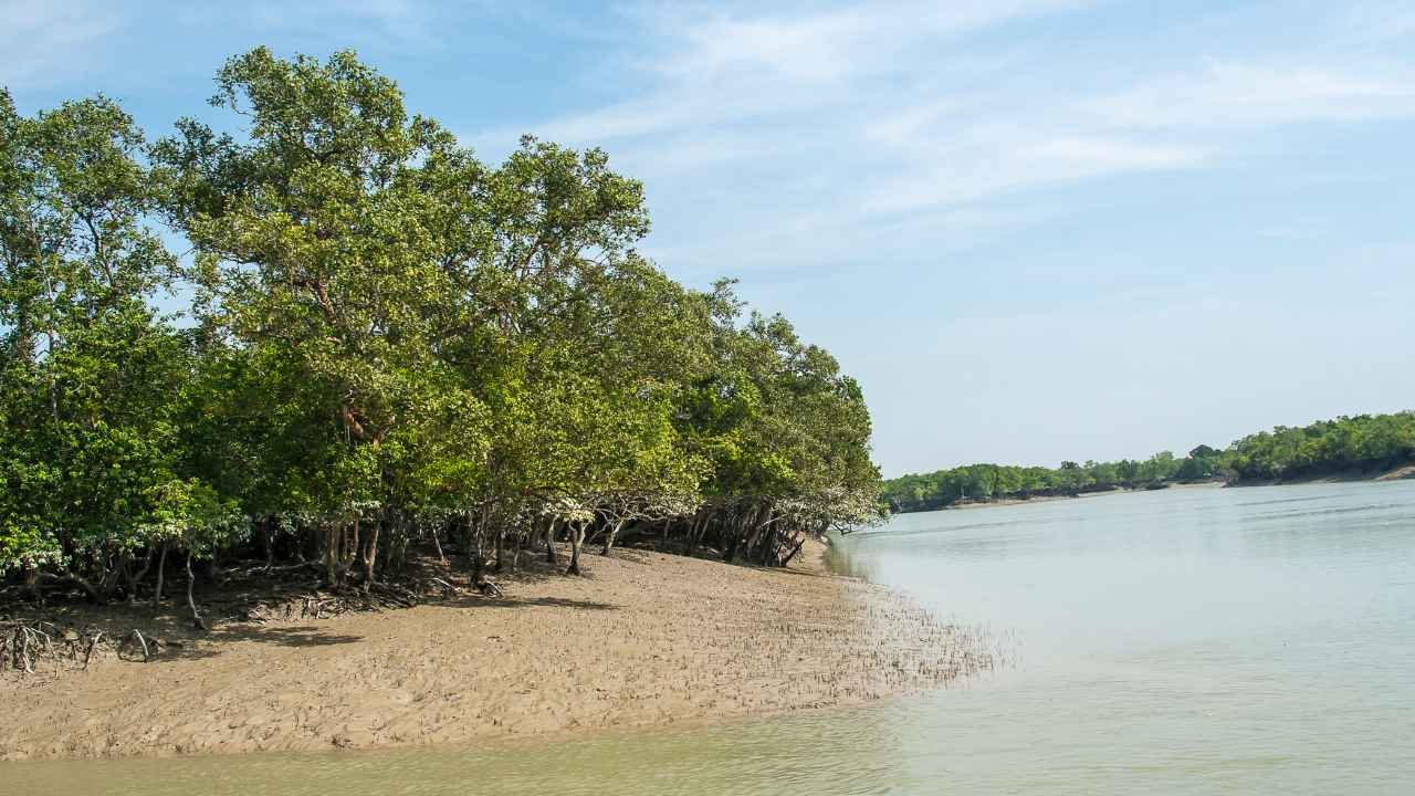 Sajnekhali Watch Tower & Mangrove Interpretation Center