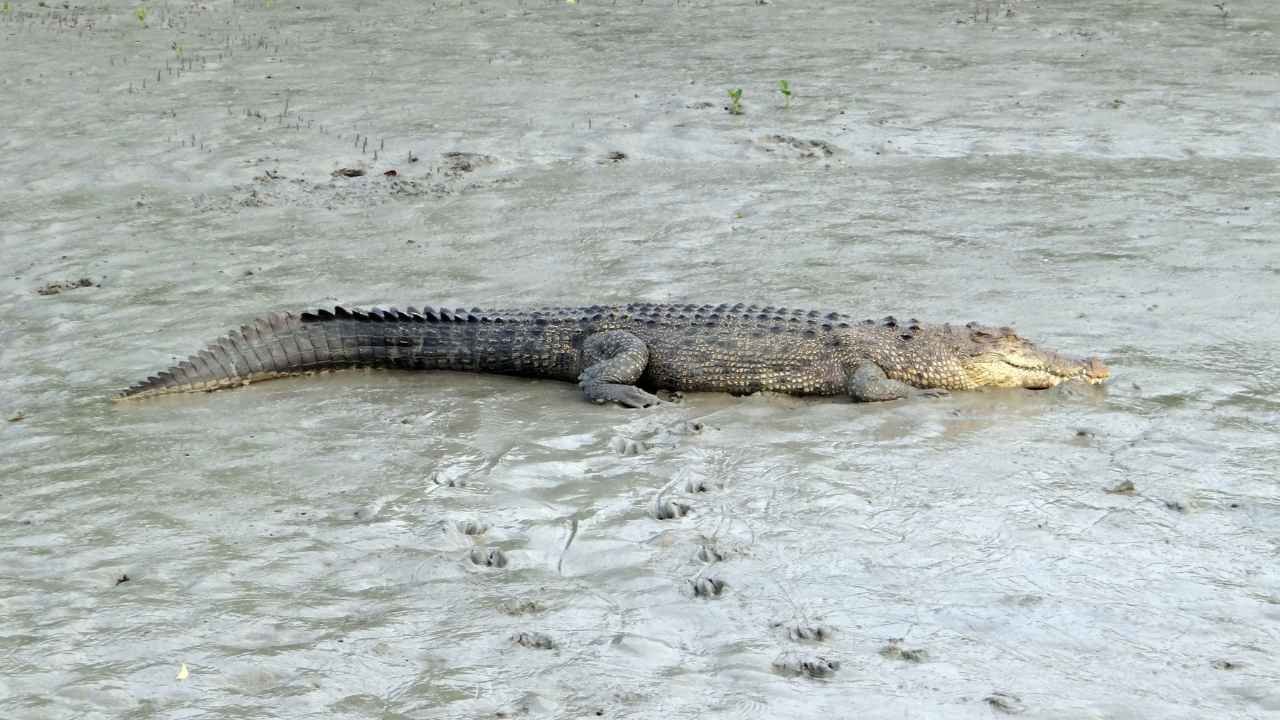 Sundarban Wildlife Sightings and Nature