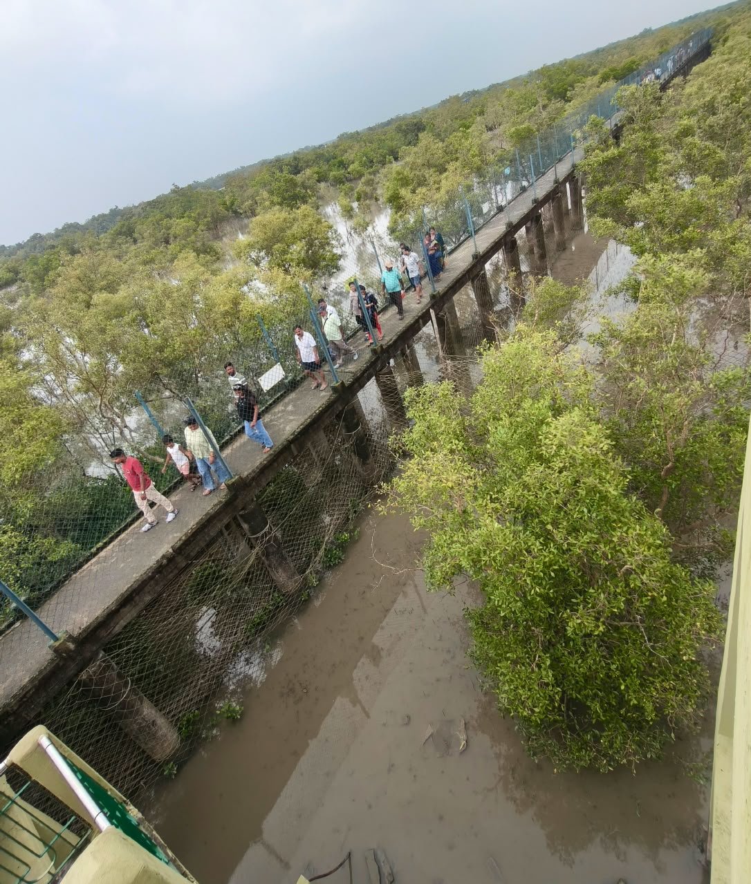 Mangrove aerial roots and tidal forest