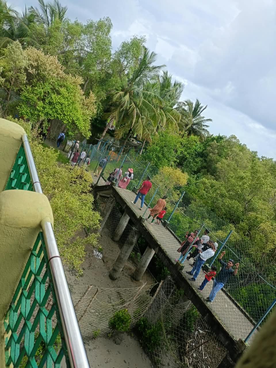Sundarban river bend and mangrove trees