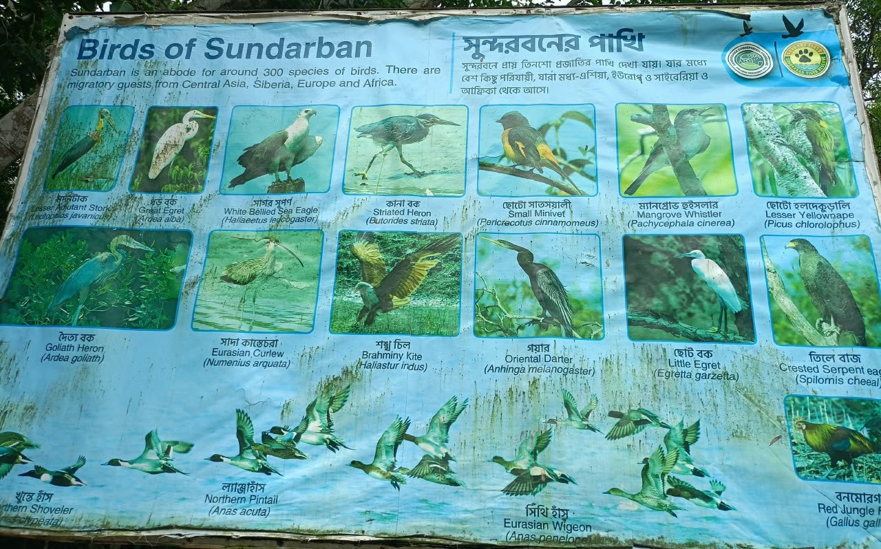 Sundarban safari houseboat sailing smooth