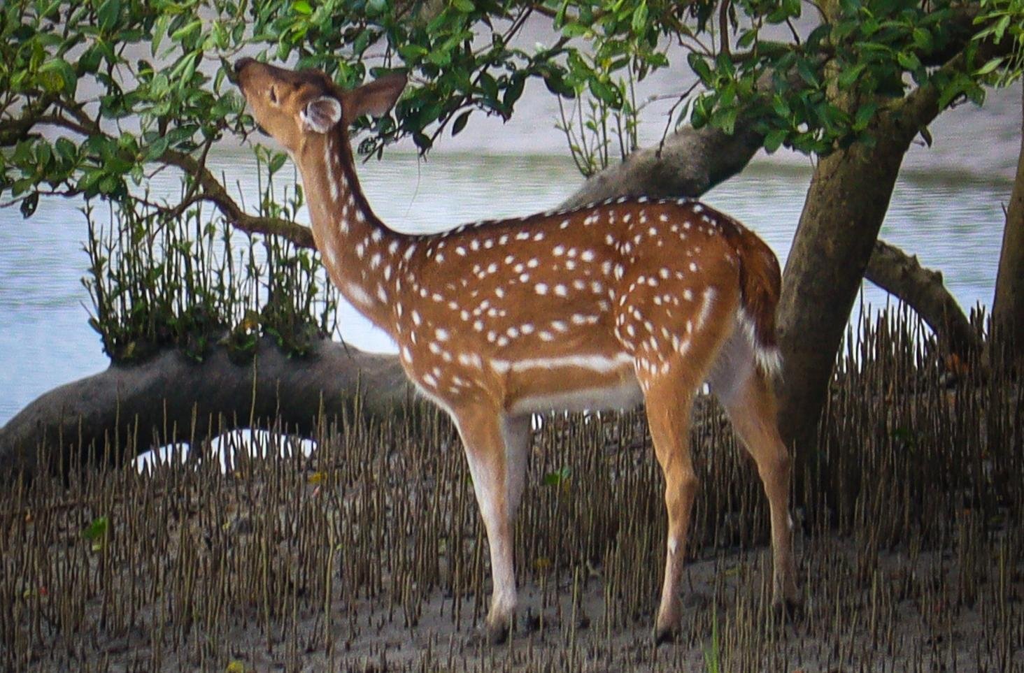 1 Day Sundarban Tour