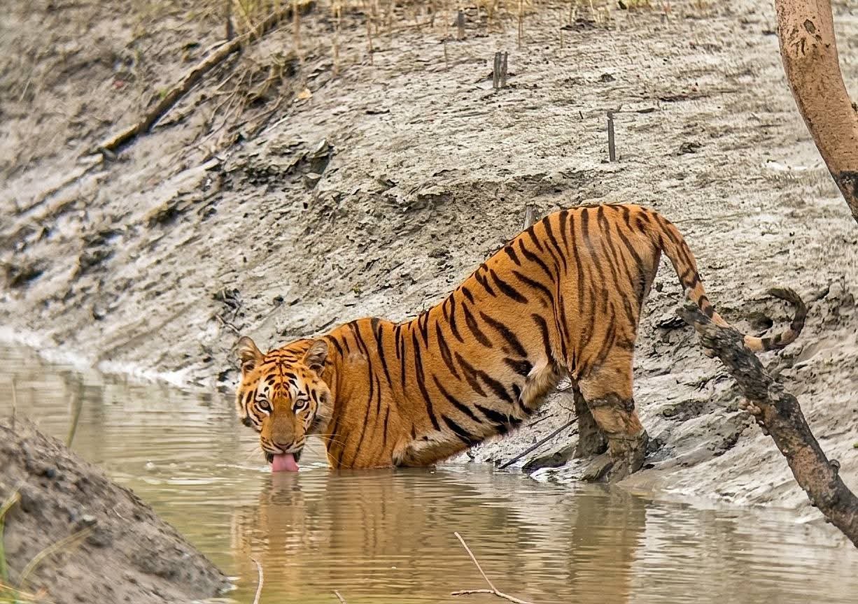 2 Nights 3 Days Sundarban Tour